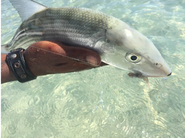 Bahamas Boneyard, Field And Stream
